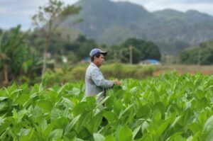 Lire la suite à propos de l’article Pourquoi les cigares cubains sont les plus célèbres du monde (+ où les acheter à Cuba)