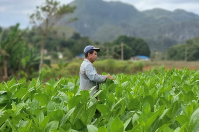 Lire la suite à propos de l’article Pourquoi les cigares cubains sont les plus célèbres du monde (+ où les acheter à Cuba)